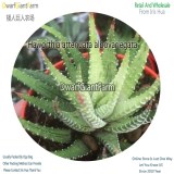 50Pcs A Set Haworthia attenuata albovariegata Seed DGF-S-HH005