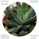 50Pcs A Set Haworthia attenuata var. radula Seed DGF-S-HH007