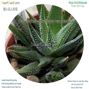 50Pcs A Set Haworthia attenuata var. radula Seed DGF-S-HH007