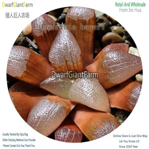 50Pcs A Set Haworthia bayeri Seed DGF-S-HH008