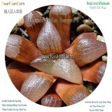 50Pcs A Set Haworthia bayeri Seed DGF-S-HH008
