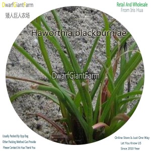 50Pcs A Set Haworthia blackburniae Seed DGF-S-HH009