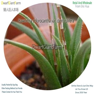50Pcs A Set Haworthia chlorocantha var. denticulifera Seed DGF-S-HH011