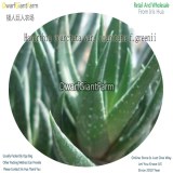 50Pcs A Set Haworthia coarctata var. coarctata f.greenii Seed DGF-S-HH013