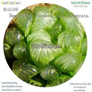 50Pcs A Set Haworthia cooperi var. truncata Seed DGF-S-HH022