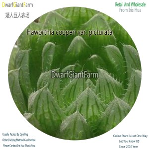 50Pcs A Set Haworthia cooperi var. picturata Seed DGF-S-HH019