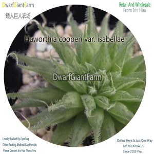 50Pcs A Set Haworthia cooperi var. isabellae Seed DGF-S-HH017