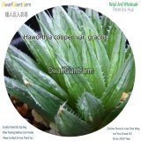 50Pcs A Set Haworthia cooperi var. gracilis Seed DGF-S-HH016