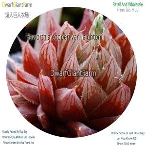 50Pcs A Set Haworthia cooperi var. leightonii Seed DGF-S-HH018