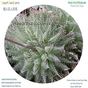 50Pcs A Set Haworthia cooperi var. tenera Seed DGF-S-HH021