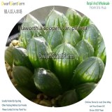 50Pcs A Set Haworthia cooperi var. pilifera Seed DGF-S-HH020