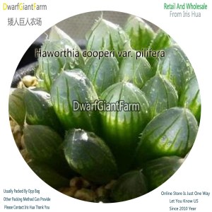 50Pcs A Set Haworthia cooperi var. pilifera Seed DGF-S-HH020