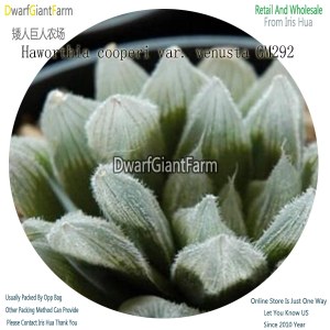 50Pcs A Set Haworthia cooperi var. venusta GM292 Seed DGF-S-HH023