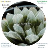 50Pcs A Set Haworthia cooperi var. venusta GM292 Seed DGF-S-HH023