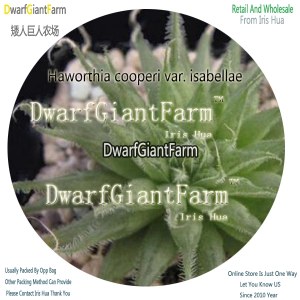 50Pcs A Set Haworthia cooperi var isabellae Seed DGF-S-HH014