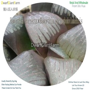 50Pcs A Set Haworthia correcta×Haworthia springbokvlakensis Seed DGF-S-HH025