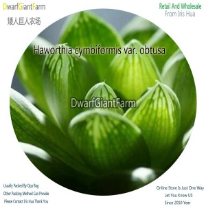50Pcs A Set Haworthia cymbiformis var. obtusa Seed DGF-S-HH027