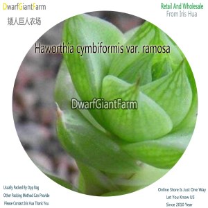 50Pcs A Set Haworthia cymbiformis var. ramosa Seed DGF-S-HH028