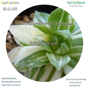 50Pcs A Set Haworthia cymbiformis f. variegata Seed DGF-S-HH026