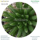 50Pcs A Set Haworthia decipiens var. xiphiophylla Seed DGF-S-HH031
