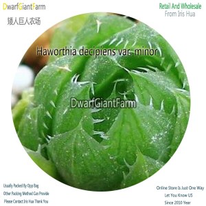 50Pcs A Set Haworthia decipiens var. minor Seed DGF-S-HH030