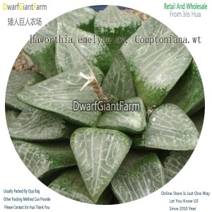 50Pcs A Set Haworthia emelyae cv. Comptoniana.wt Seed DGF-S-HH032