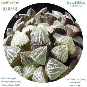 50Pcs A Set Haworthia emelyae major Seed DGF-S-HH033