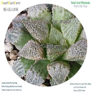 50Pcs A Set Haworthia emelyae var. major Seed DGF-S-HH035