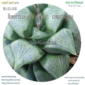 50Pcs A Set Haworthia emelyae var. comptoniana Seed DGF-S-HH034