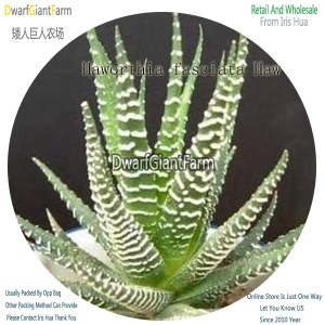 50Pcs A Set Haworthia fasciata Haw Seed DGF-S-HH037