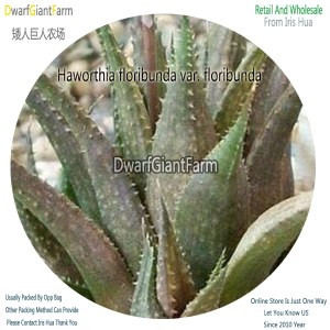 50Pcs A Set Haworthia floribunda var. floribunda Seed DGF-S-HH038