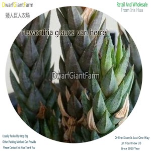 50Pcs A Set Haworthia glauca var. herrei Seed DGF-S-HH039
