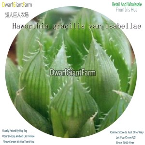 50Pcs A Set Haworthia gracilis var.isabellae Seed DGF-S-HH040