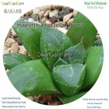 50Pcs A Set Haworthia heidelbergensis Seed DGF-S-HH042