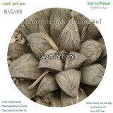 50Pcs A Set Haworthia hybrid Ginsekai Seed DGF-S-HH044