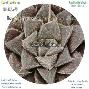 50Pcs A Set Haworthia keganii×Haworthia cooperi var. venusta Seed DGF-S-HH047