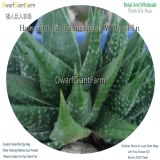 50Pcs A Set Haworthia kingiana V.Poelln Seed DGF-S-HH048