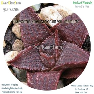 50Pcs A Set Haworthia koelmaniorum var. mcmurtr Seed DGF-S-HH049