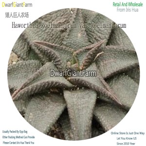 50Pcs A Set Haworthia koelmaniorum var.koelmaniorum Seed DGF-S-HH050