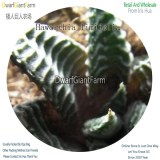 50Pcs A Set Haworthia limifolia Seed DGF-S-HH055