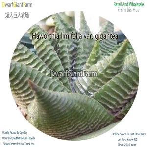50Pcs A Set Haworthia limifolia var. gigantea Seed DGF-S-HH053