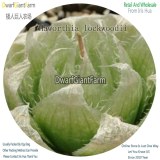 50Pcs A Set Haworthia lockwoodii Seed DGF-S-HH056