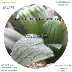 50Pcs A Set Haworthia magnifica var. atrofusca Seed DGF-S-HH059