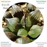 50Pcs A Set Haworthia magnifica v.atrofusca Seed DGF-S-HH058