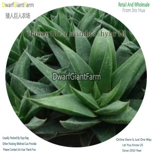 50Pcs A Set Haworthia mandas hybrid Seed DGF-S-HH060