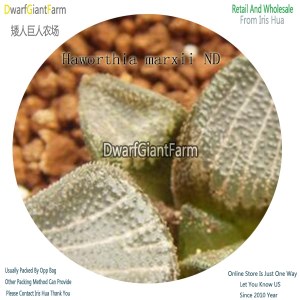50Pcs A Set Haworthia marxii ND Seed DGF-S-HH064