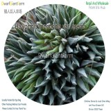 50Pcs A Set Haworthia monticola var. asema Seed DGF-S-HH072