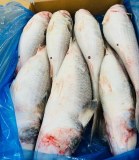 Mulet Grey congelé à vent