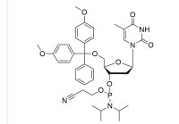 2'-dT Phosphoramidite CAS NO. 98796-51-1 Wholesale