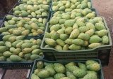 Vente Figues de barbarie
